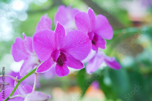 orchid © saodaeng
