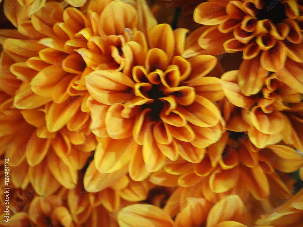 flower flower