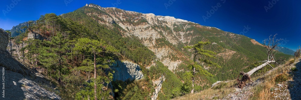 panorama of pine coniferous forest on the hillside panorama of pine coniferous forest on the hillside