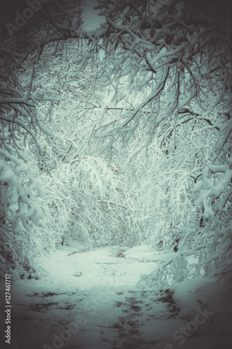 Snow-covered trees plants forest in winter filter, effect. Natural winter Christmas New Year background. Woodland snow under. photo