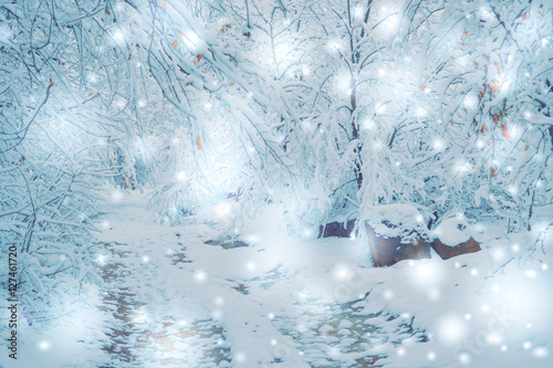 Snow-covered trees plants forest in winter filter, effect. Natural winter Christmas New Year background. Woodland snow under. photo