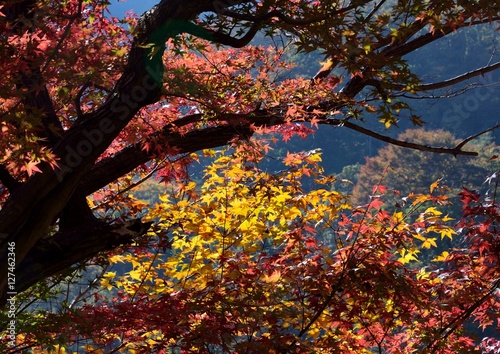 日本の山の中の紅葉 -奥多摩むかし道