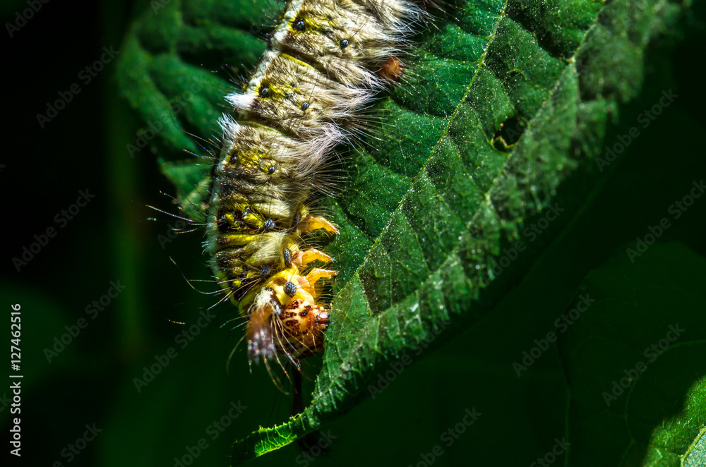 Fototapeta premium hairy caterpillar was eating green leaves in the meadows