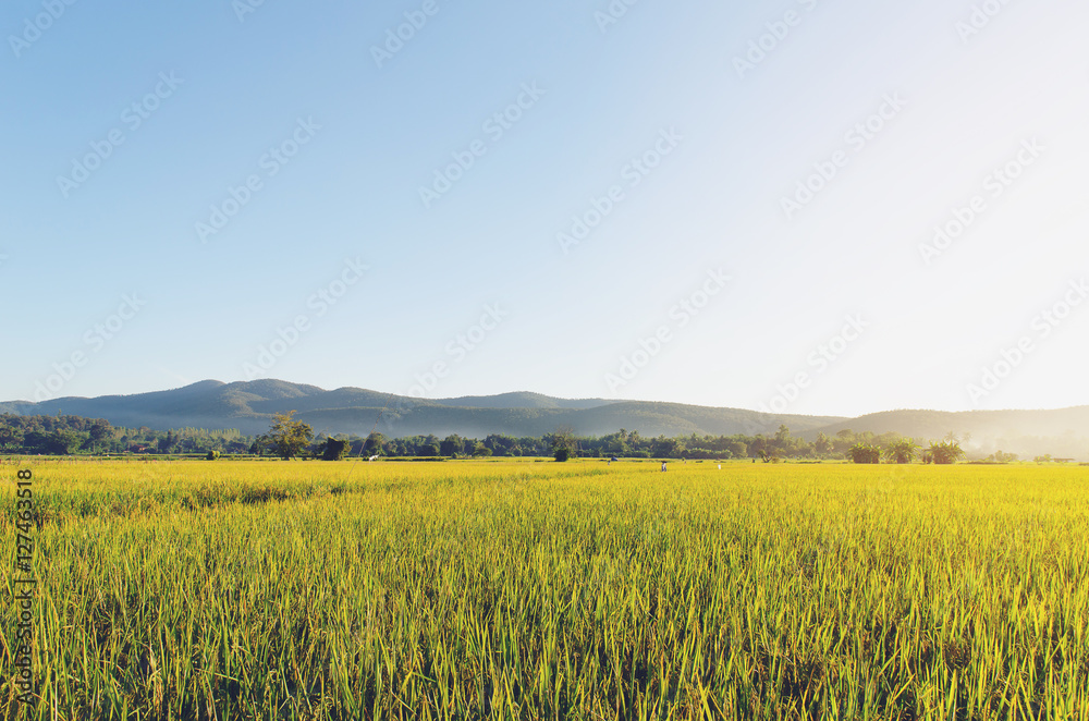 Rice field landscape background.