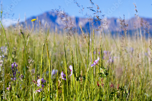 Wildflowers and Pikes Peak in the Pike National Forest photo