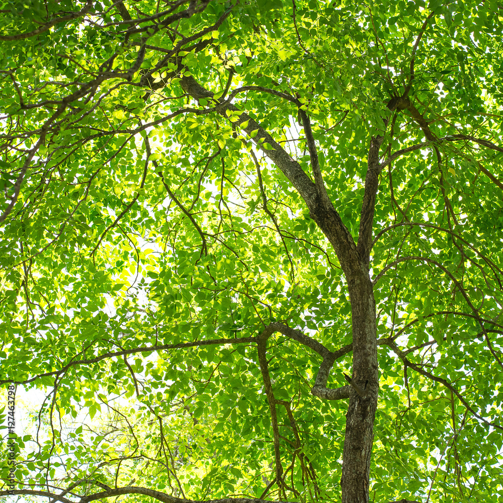 Fototapeta premium Trees and green leaves