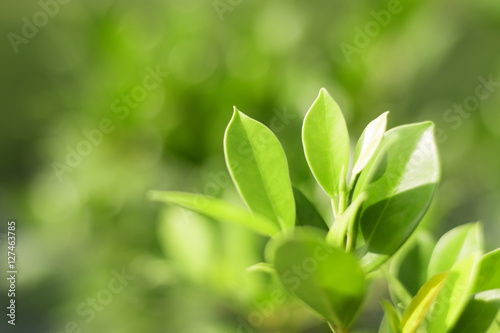 sunny green leaf as blurred background