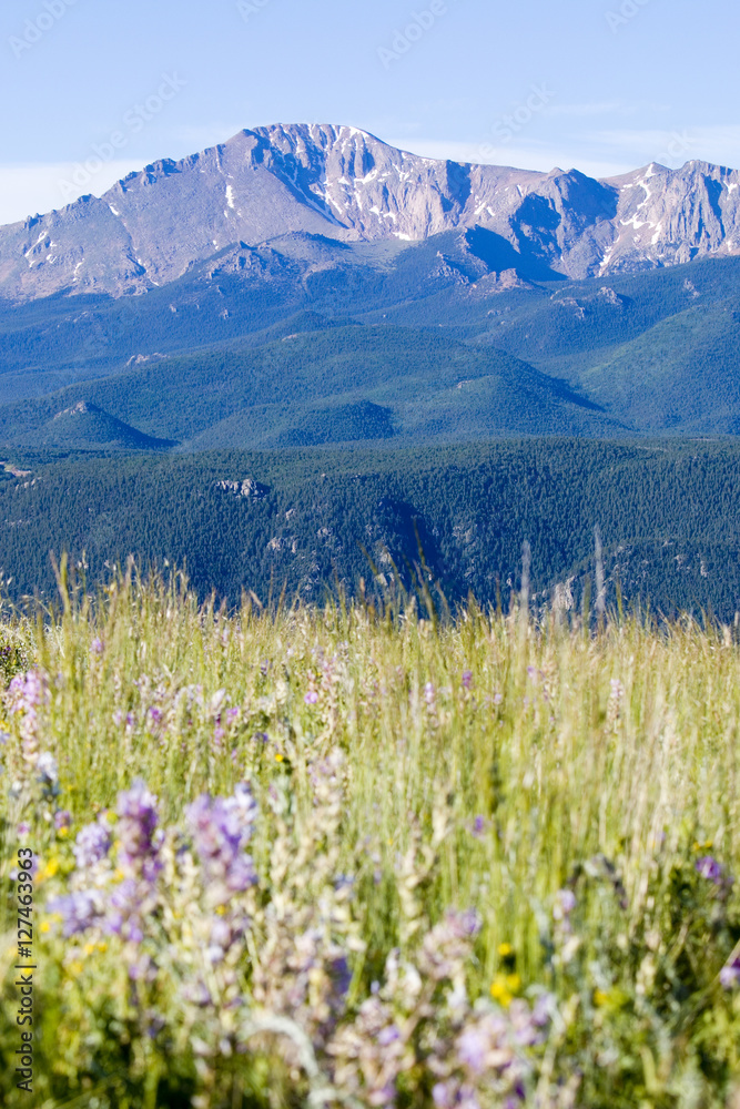 Wildflowers and Pikes Peak in the Pike National Forest