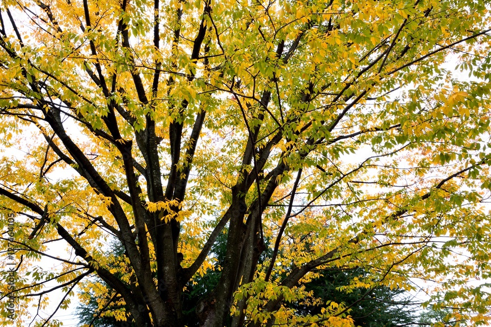 日本のケヤキの紅葉 日本のケヤキの紅葉