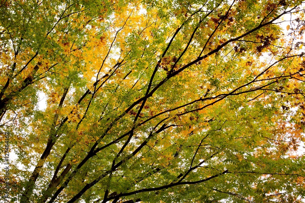 日本のケヤキの紅葉 日本のケヤキの紅葉