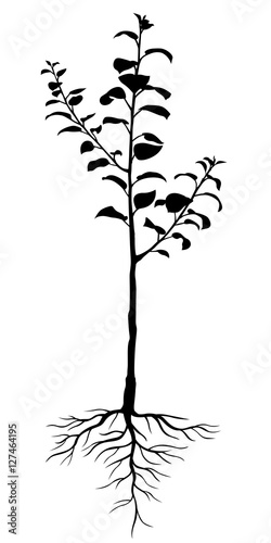 Two-year seedling apple trees with roots