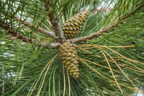 Pine tree with cones. Fir branches.