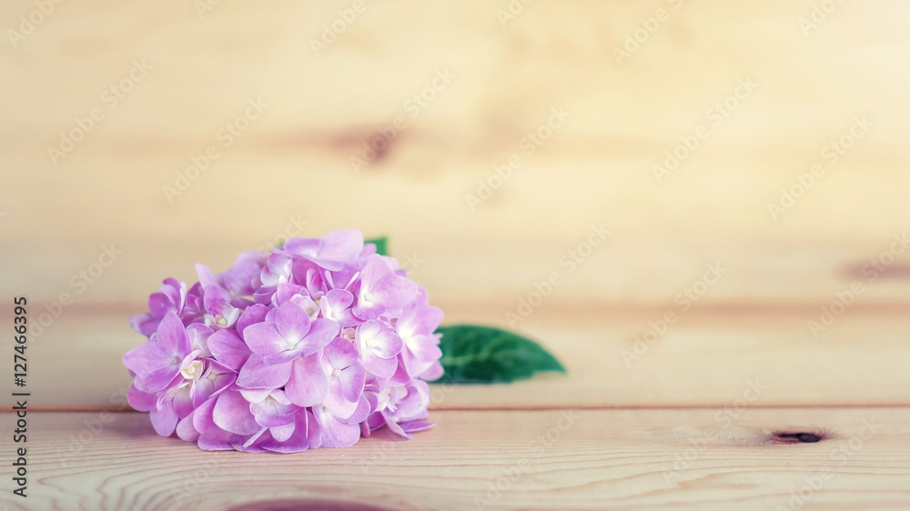 pink hydrangeas on a wooden background, pastel style.