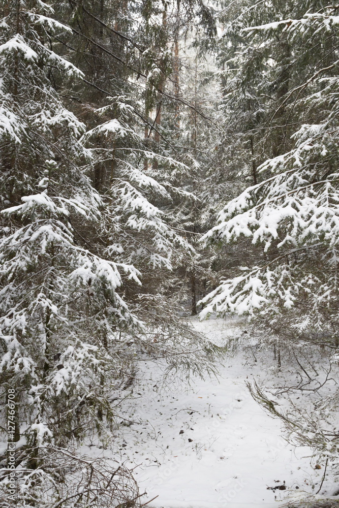 Winter forest Winter forest