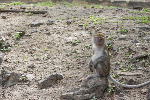 monkey stand on floor selective focus