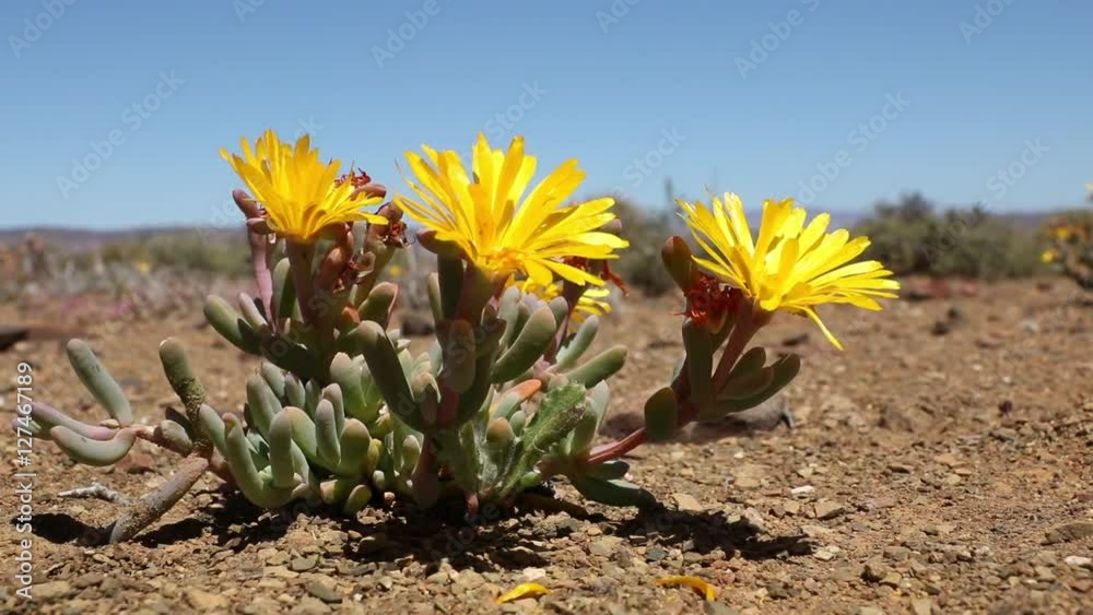 Brightly colored flowering mesemb (Malephora spp) waving in the wind, Karoo region, Eastern Cape, South Africa