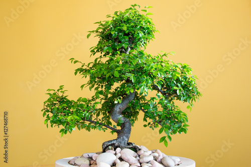 art form using trees - green lush Bonsai Ulmus parvifolia - untrimmed in spring - Third picture of four photo