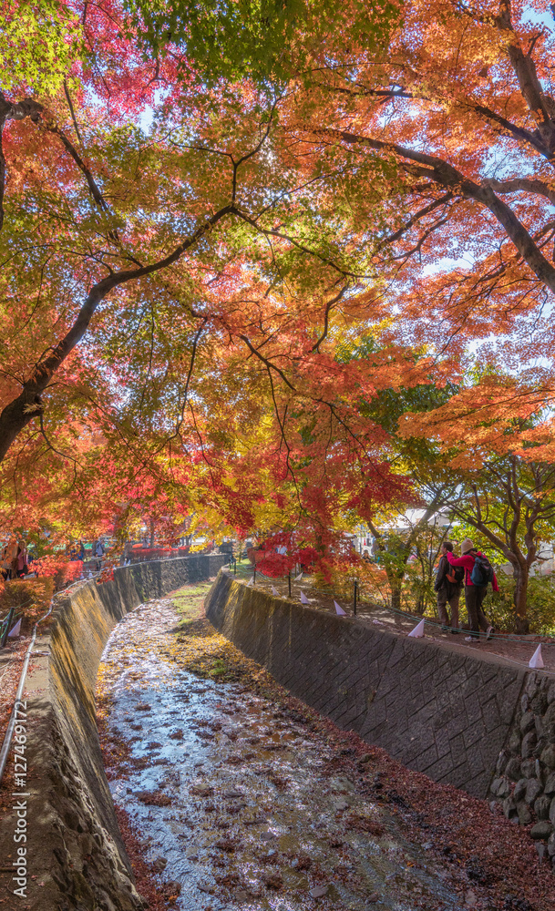 河口湖の紅葉2016