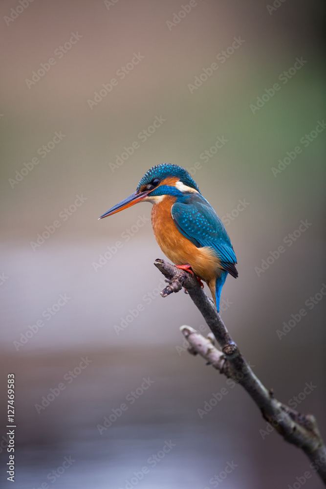 Common Kingfisher