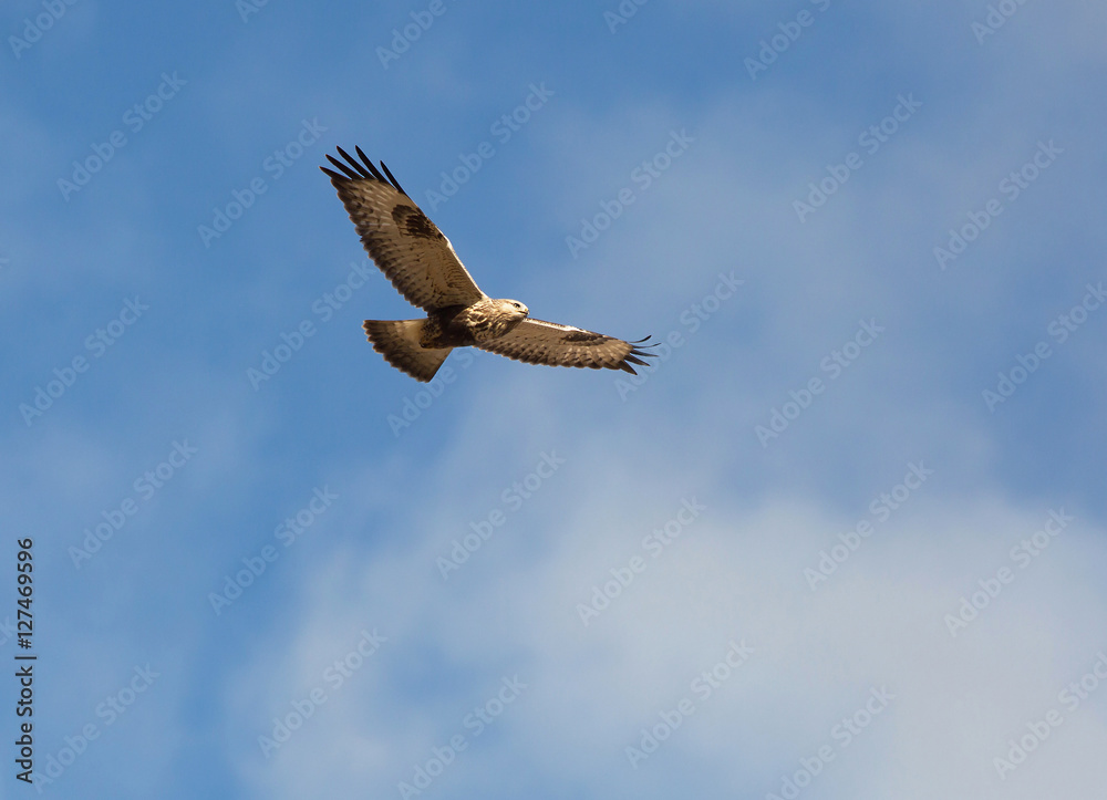 buzzard, Buteo lagopus buzzard, Buteo lagopus