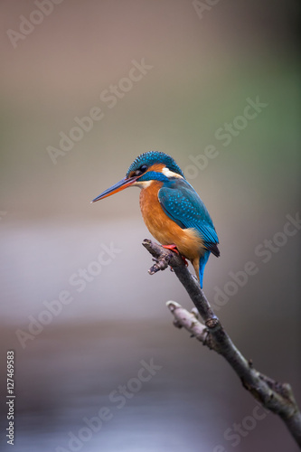 Common Kingfisher © Wim