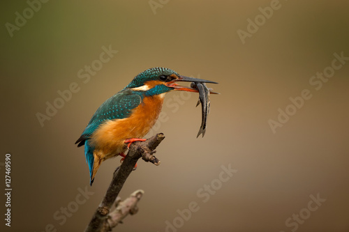 Common Kingfisher with catch