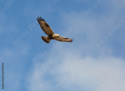 buzzard, Buteo lagopus