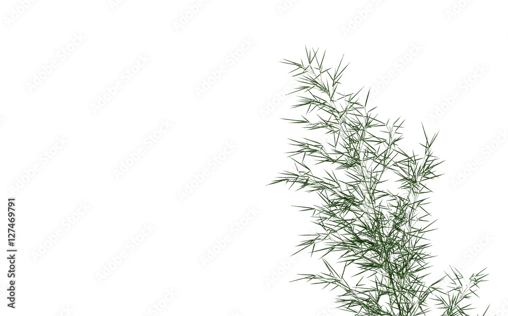 Naklejka premium Bamboo on white background. green bamboo branch isolated on whit