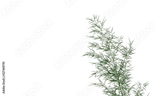 Bamboo on white background. green bamboo branch isolated on whit