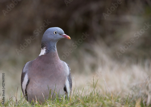 Common wood pigeon (Columba palumbus) in forest.