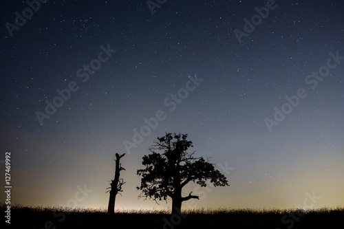 two old trees under a starry sky
