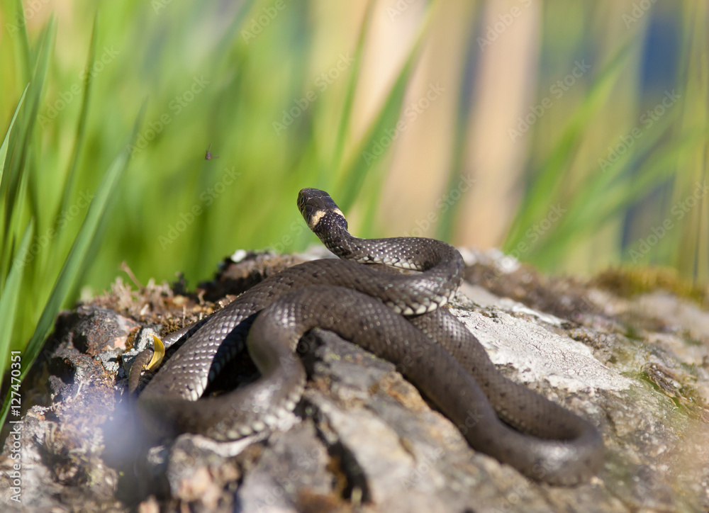 Fototapeta premium A black snake lying on a rock in the reeds.