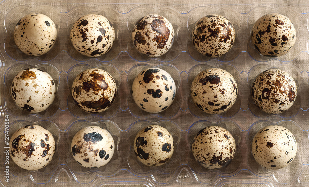 Overhead view of quail eggs in plastic holder Overhead view of quail eggs in plastic holder