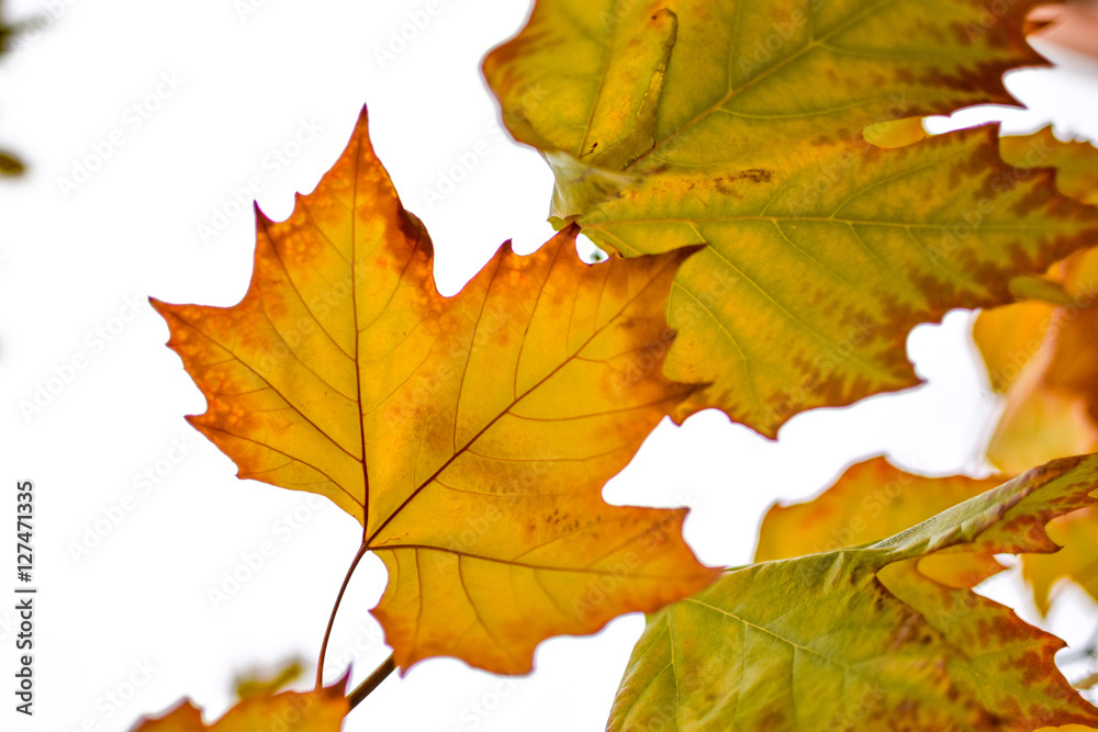 Autumn leaves of a maple tree