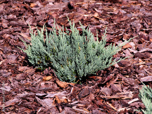 Juniperus horizontalis 'Blue Chip' - creeping juniper   photo