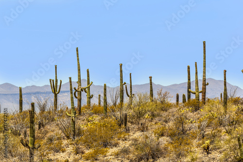 blooming cactus in detail in the desert with blue sky