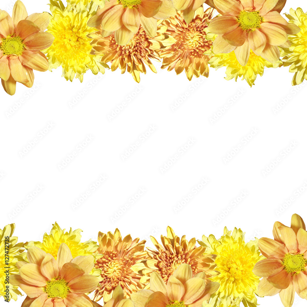 Beautiful floral background of yellow chrysanthemums 