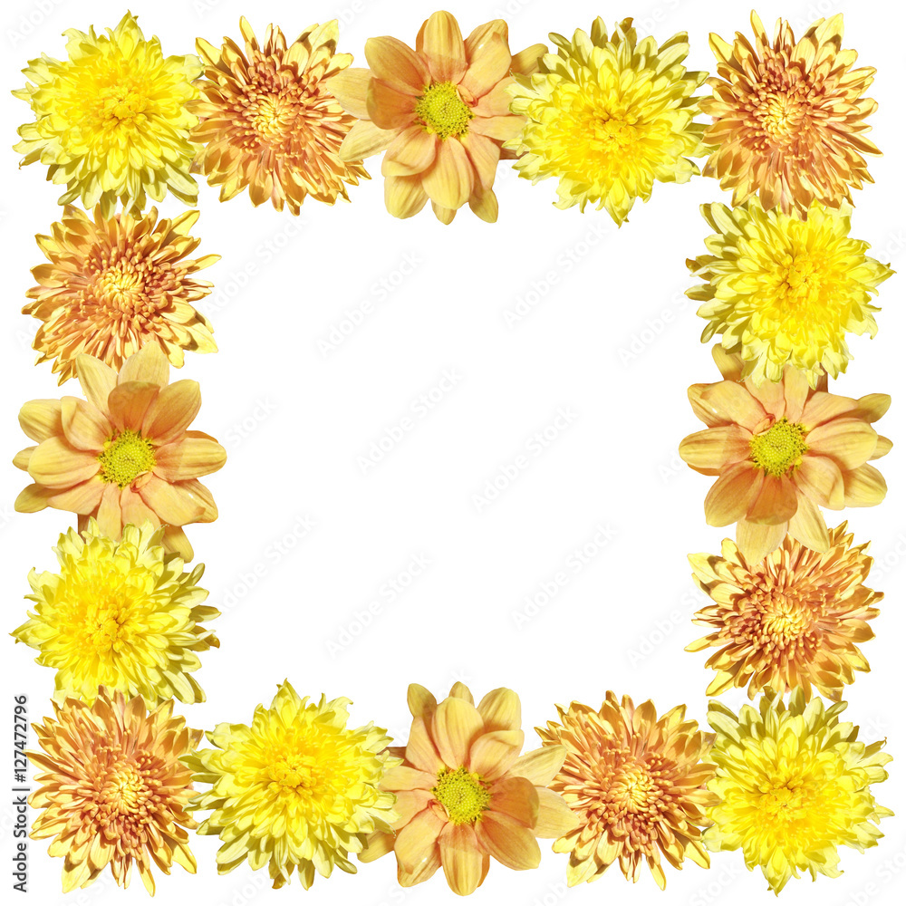 Beautiful floral background of yellow chrysanthemums Beautiful floral background of yellow chrysanthemums