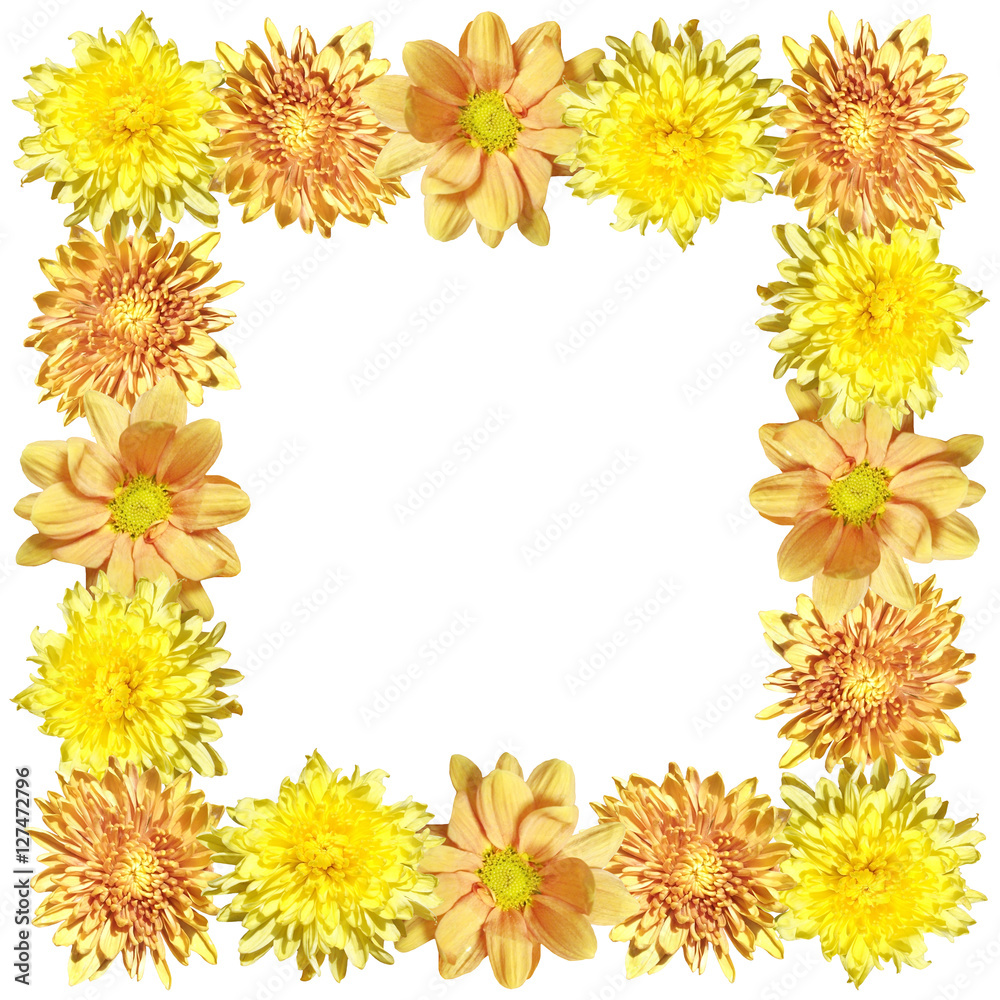 Beautiful floral background of yellow chrysanthemums 