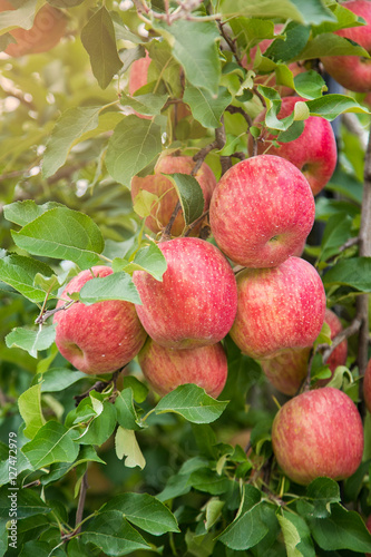 Garden Apple