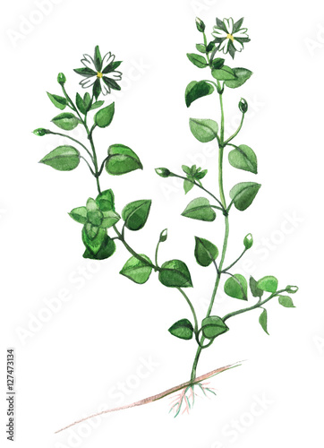 Chickweed plant food; Chickweed medicinal and food plant  on a white background photo
