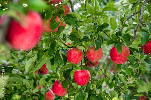 Garden Apple