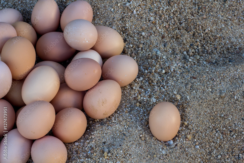 Eggs on the sand Eggs on the sand