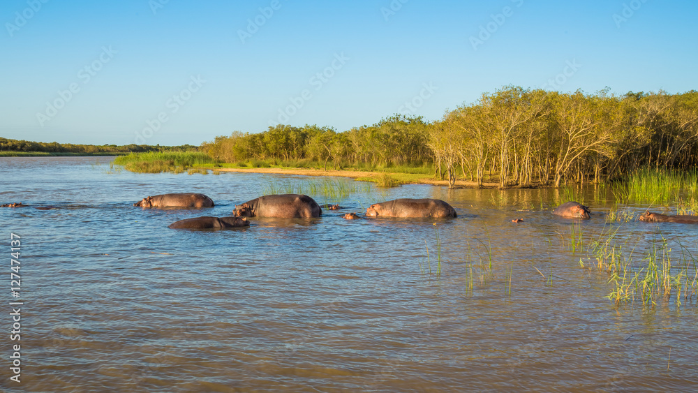 Fototapeta premium Hippo's