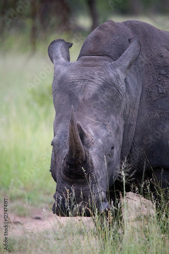 Black Rhino photo