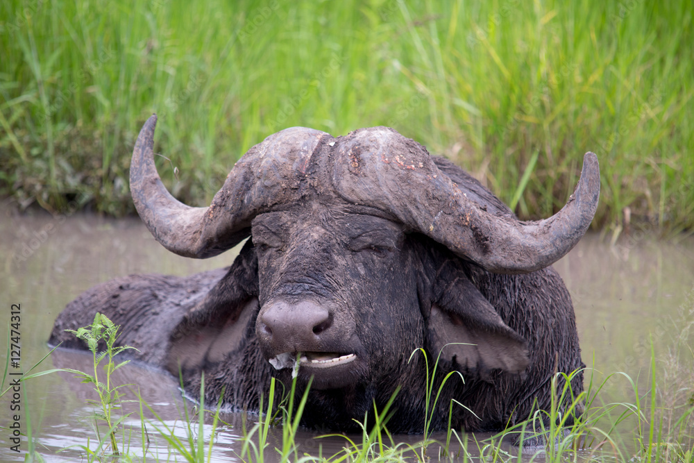 Buffalo Buffalo