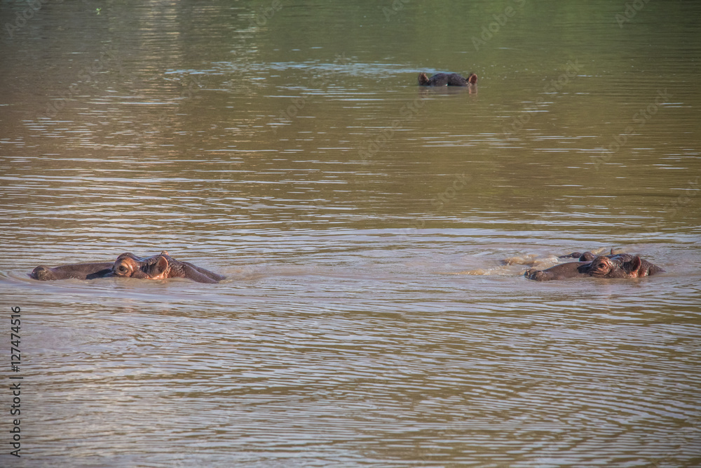 Fototapeta premium Mzkuze Falls - South Africa