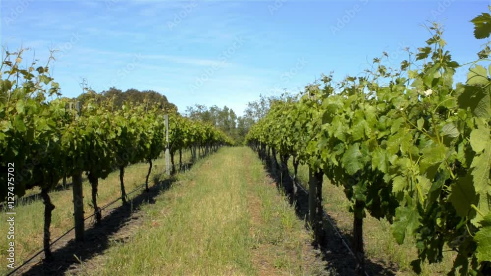 Looking down a row of grapevines in a beautiful winery in South West of Western Australia, between Margaret River and Dunsborough. Looking down a row of grapevines in a beautiful winery in South West of Western Australia, between Margaret River and Dunsborough.