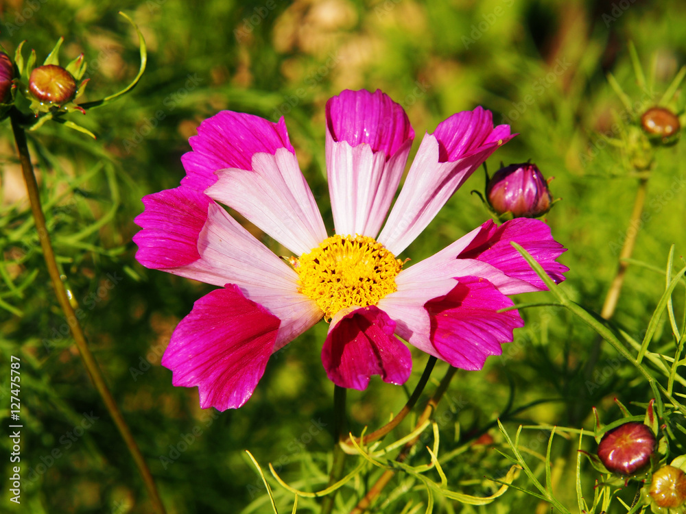 Obraz premium Cosmos bipinnatus 'Sea Shells' 