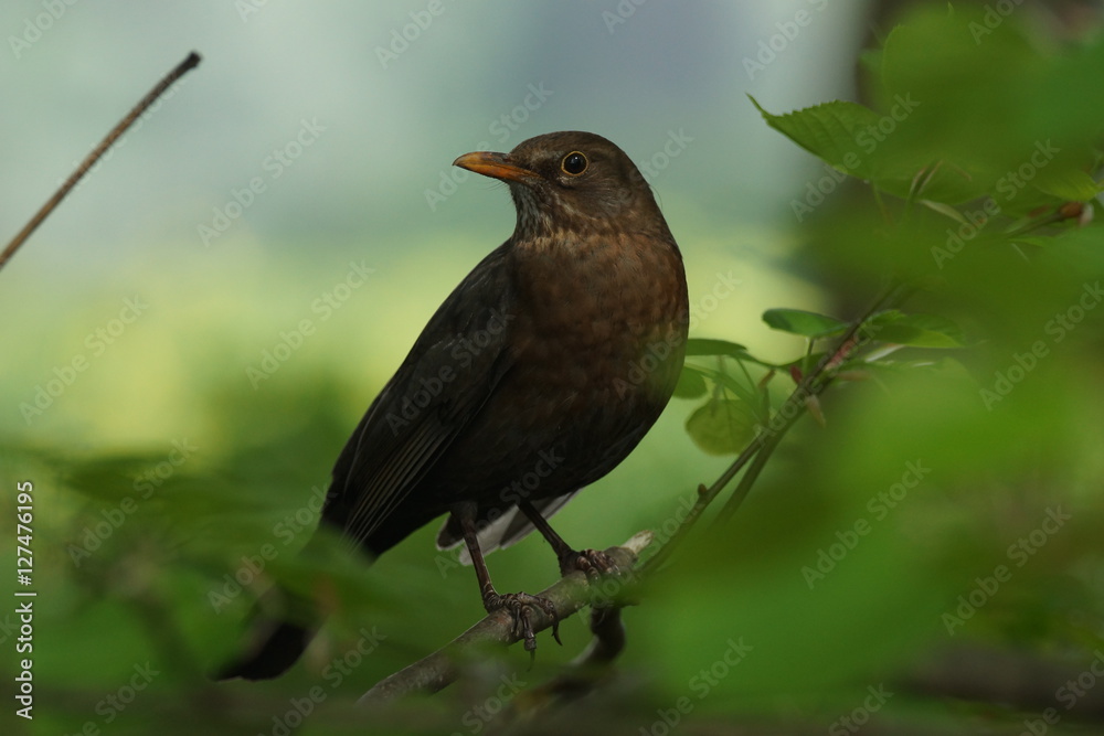 Kos (Turdus merula) Kos (Turdus merula)